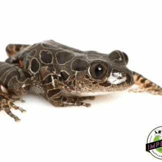 Red Leg Running Frog