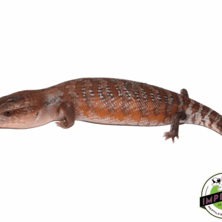 Red Line Northern Blue Tongue Skink Baby