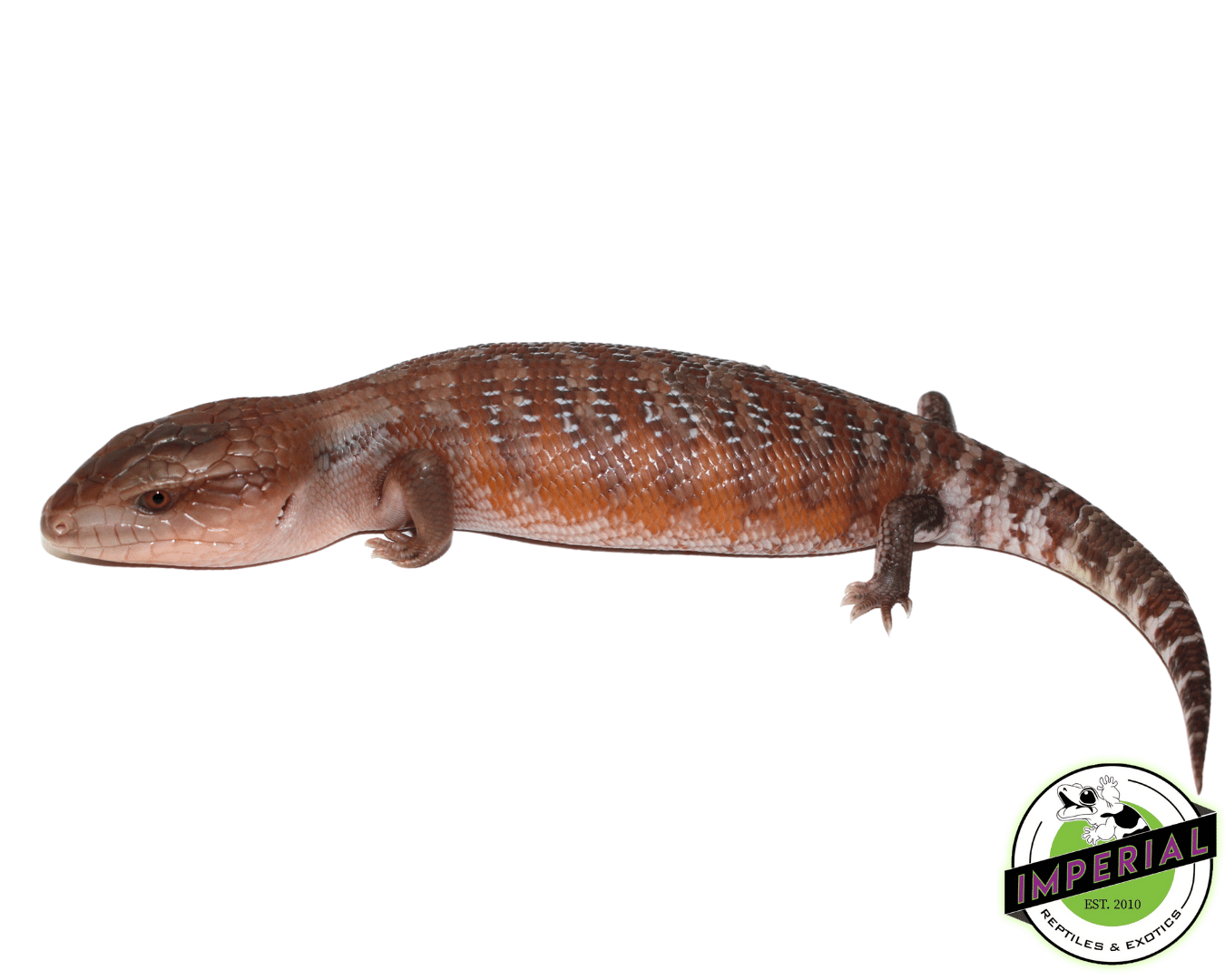 Red Line Northern Blue Tongue Skink Baby