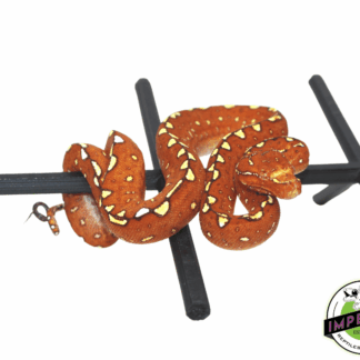 Biak Green Tree Python “Red” Neonate