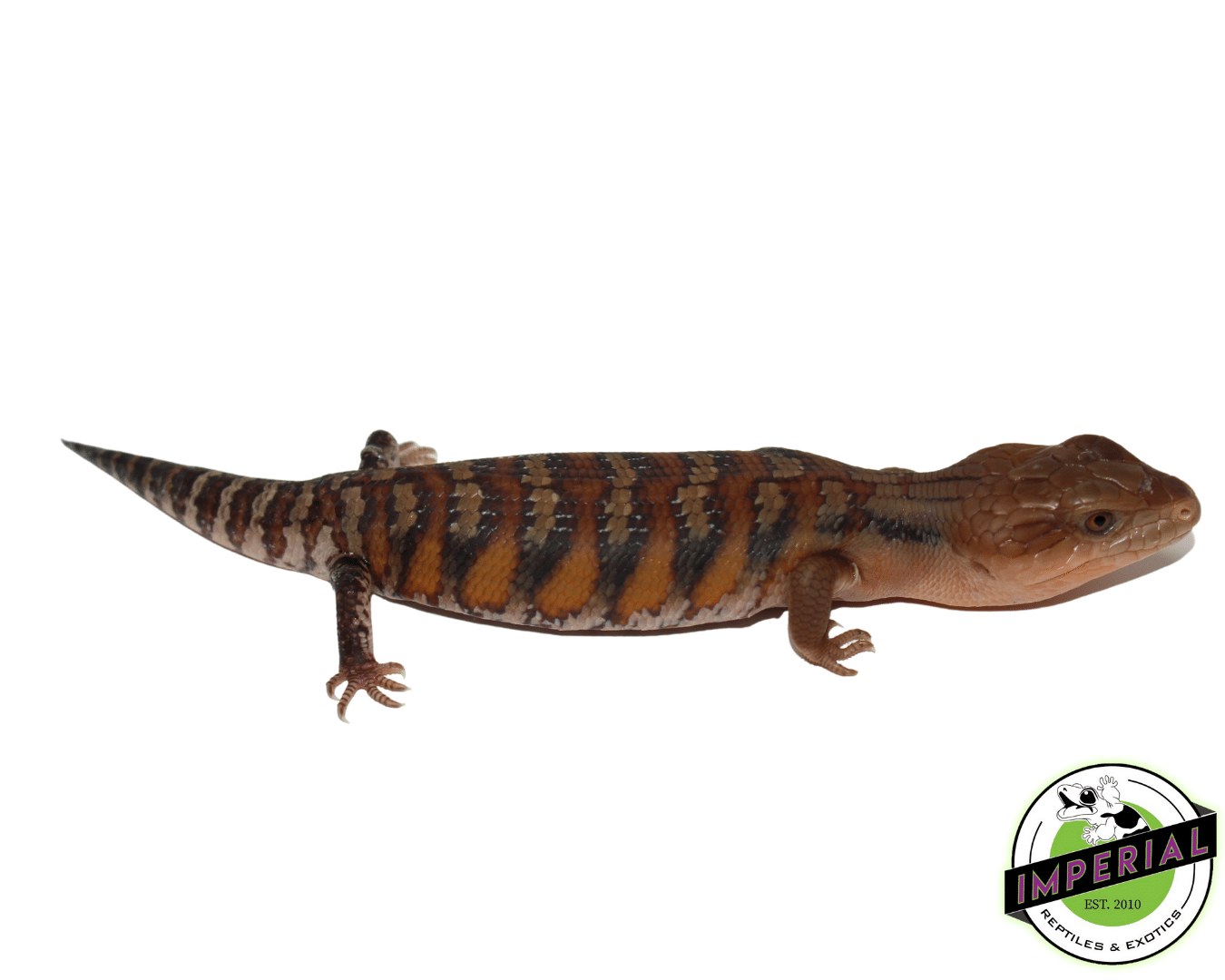 Red Sunrise Northern Blue Tongue Skink Baby - Image 2