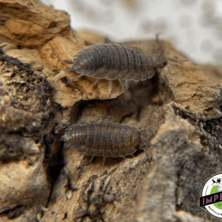 Porcellio scaber "Red Scaber" Isopods