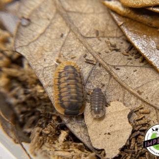 Cubaris sp. "Red Skirt" Isopods