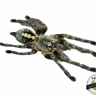 Red-slate Ornamental Tarantula