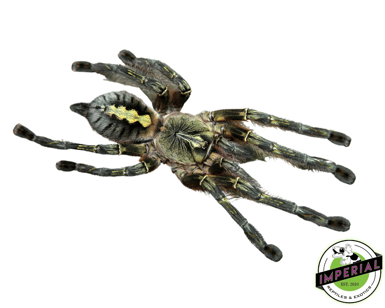 Red-slate Ornamental Tarantula