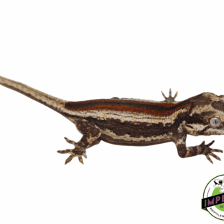 Baby Red Stripe Gargoyle Gecko (#32323-01)