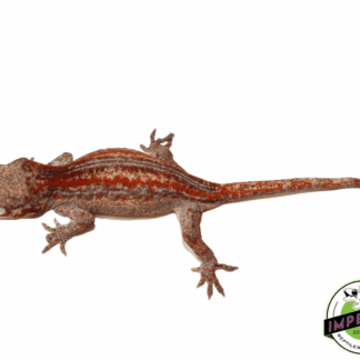 Baby Red Stripe Gargoyle Gecko (#32323-02)