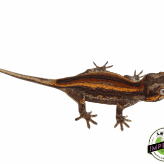 Baby Red Stripe Gargoyle Gecko