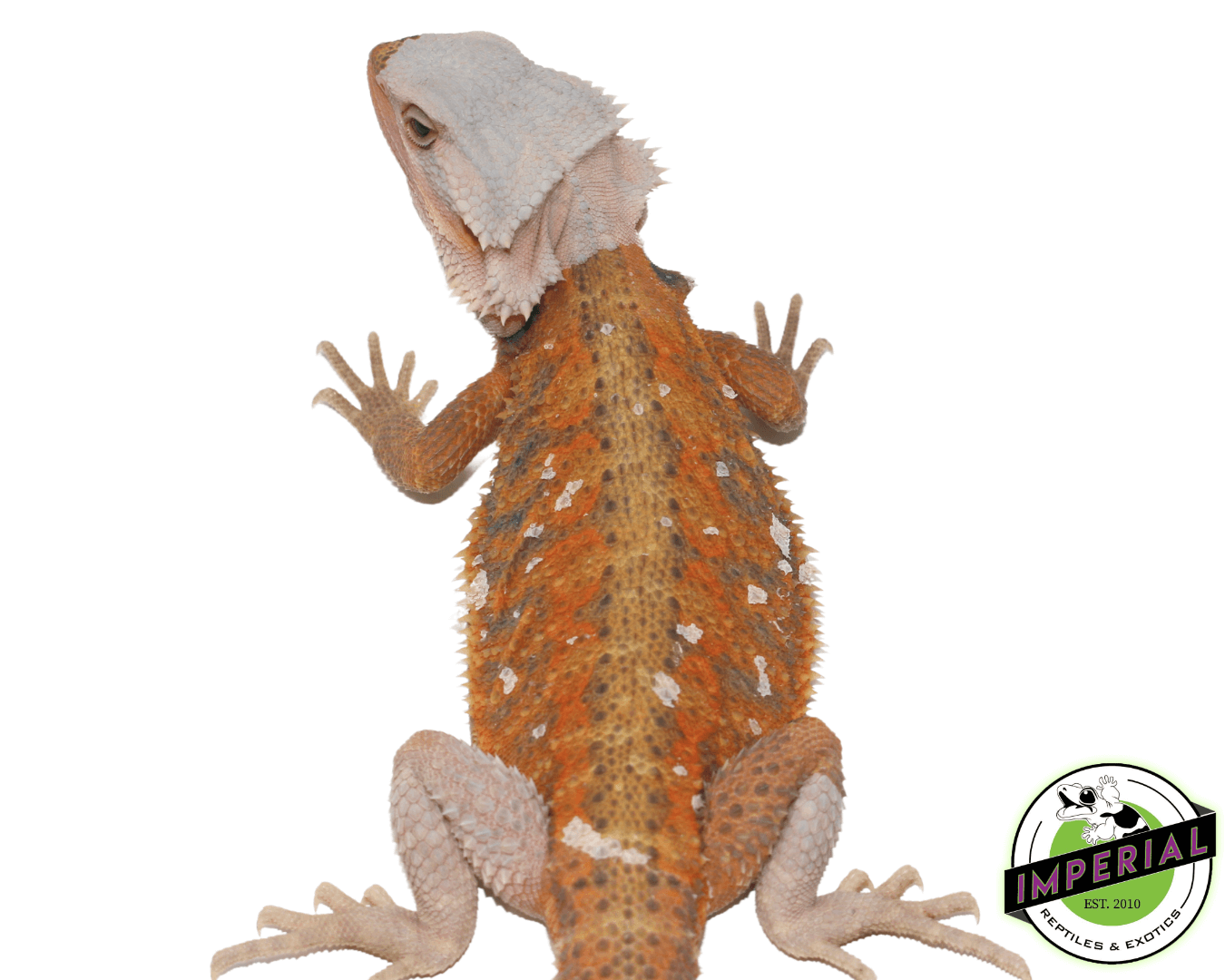 Red Stripe Hypo Translucent Bearded Dragon Young Adult Female - Image 2