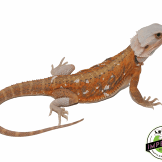 Red Stripe Hypo Translucent Bearded Dragon Young Adult Female