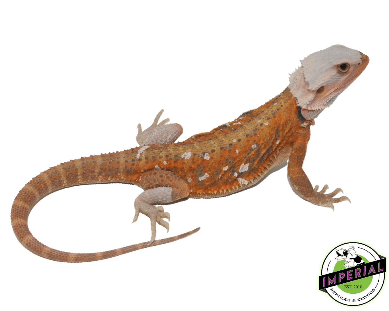 Red Stripe Hypo Translucent Bearded Dragon Young Adult Female