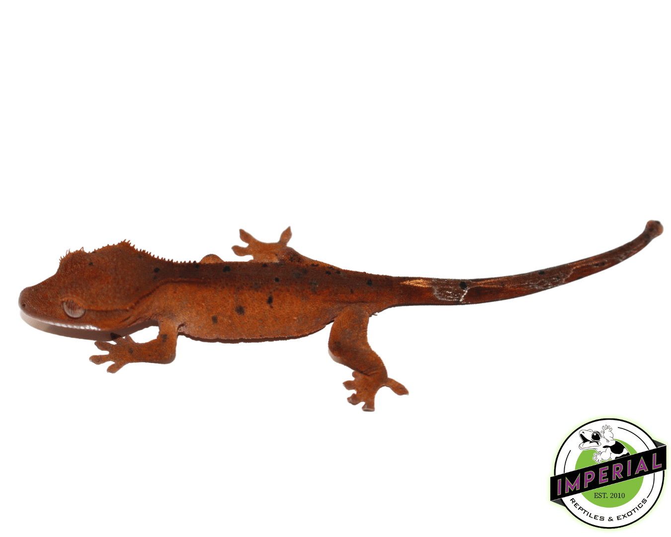 Red Super Dalmatian Crested Gecko Baby (#61423-04)