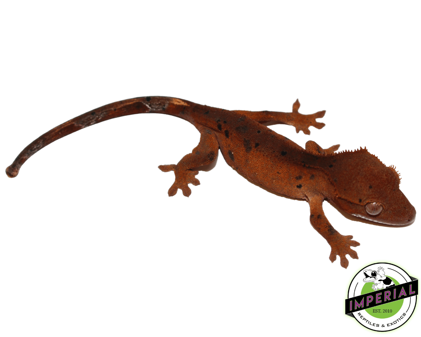 Red Super Dalmatian Crested Gecko Baby (#61423-04) - Image 2