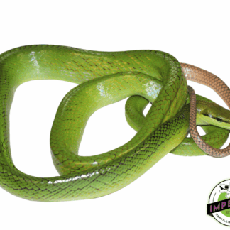 Red Tail Green Rat Snake
