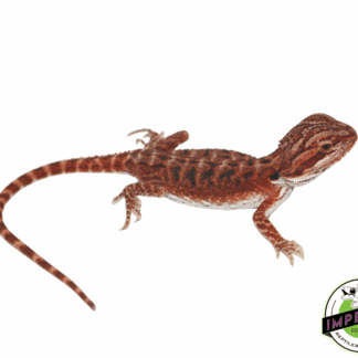 Red Panther Bearded Dragon