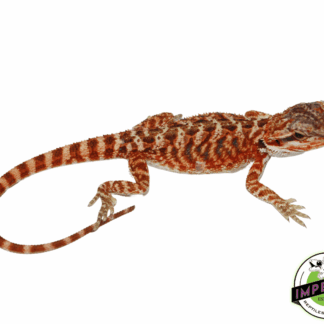 Red Tiger Bearded Dragon Baby