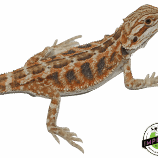 Red Tiger Hypo Bearded Dragon