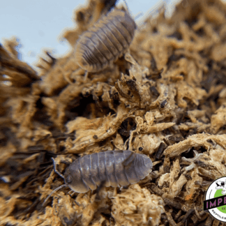 Red Tiger Isopods