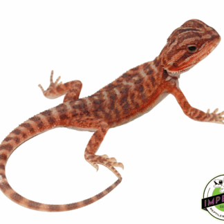 Extreme Red Translucent Bearded Dragon Baby