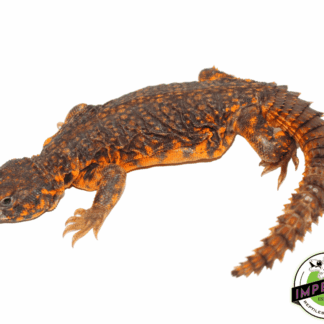Red Nigerian Uromastyx Juvenile