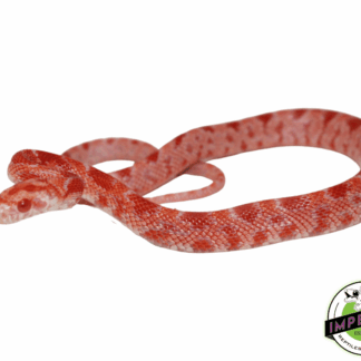 Red Zepp Corn Snake Baby