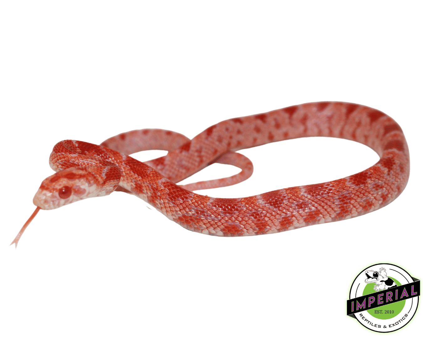 Red Zepp Corn Snake Baby