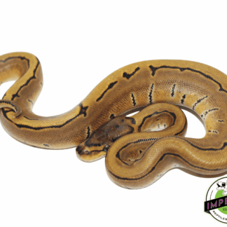 Pinstripe Ball Python