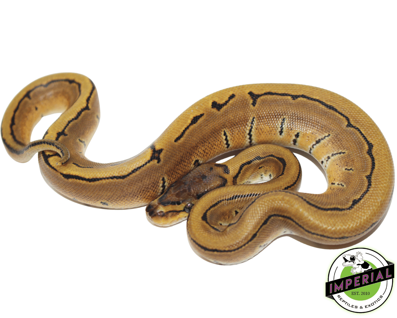 Pinstripe Ball Python
