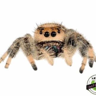 Regal Jumping Spider