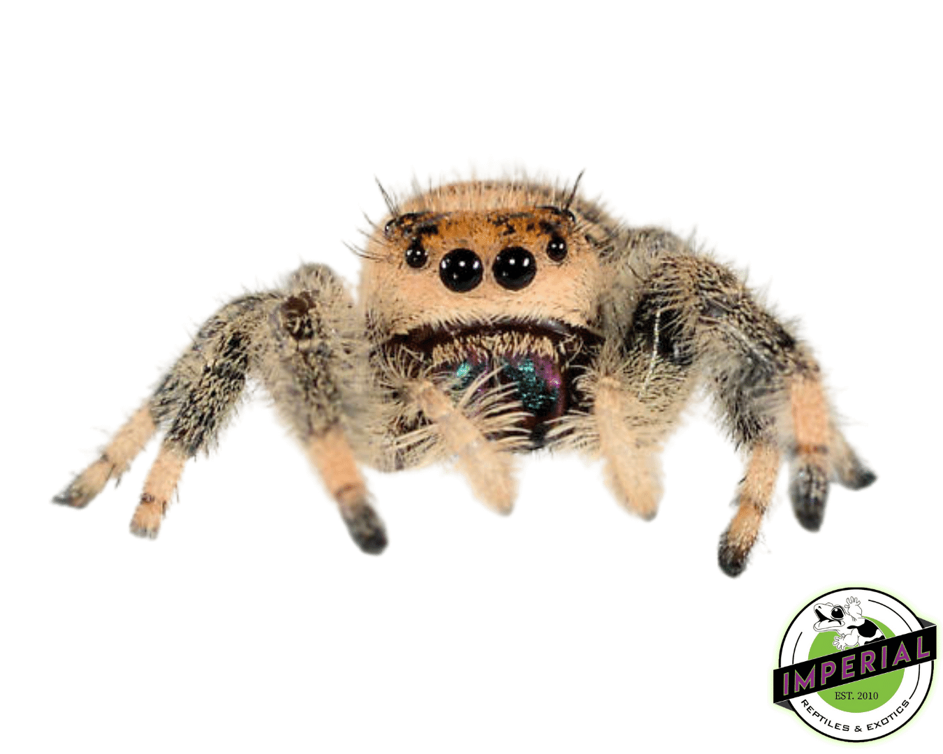 Regal Jumping Spider