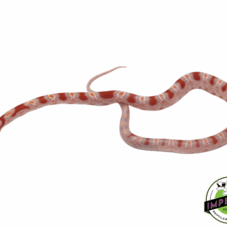 Reverse Okeetee Corn Snake