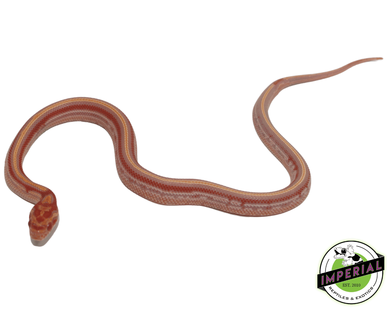 Reverse Okeetee Tessera Corn Snake - Image 2