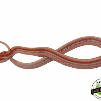 Reverse Okeetee Tessera Corn Snake
