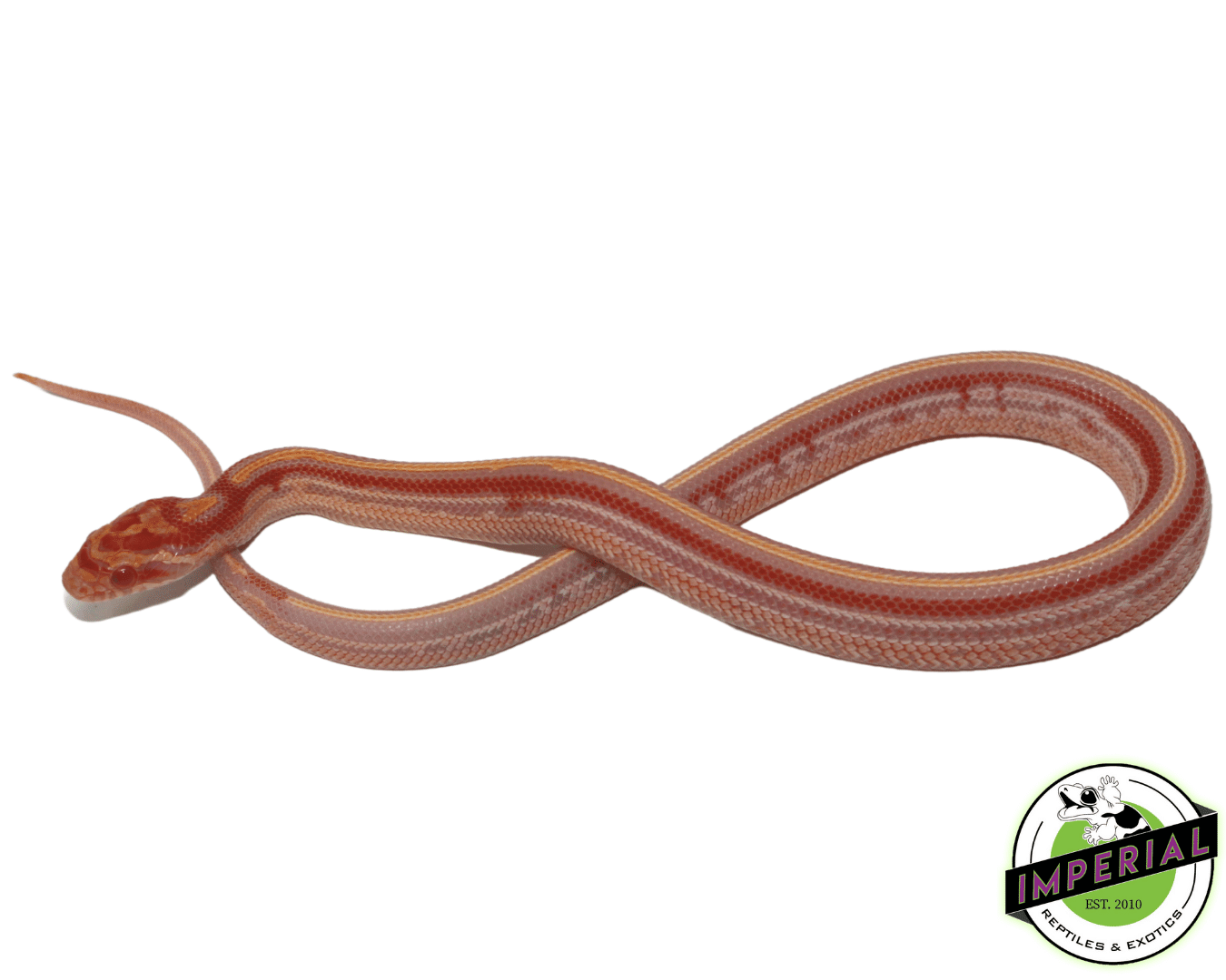 Reverse Okeetee Tessera Corn Snake