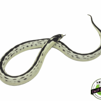 Reverse Stripe Banana California Kingsnake Baby