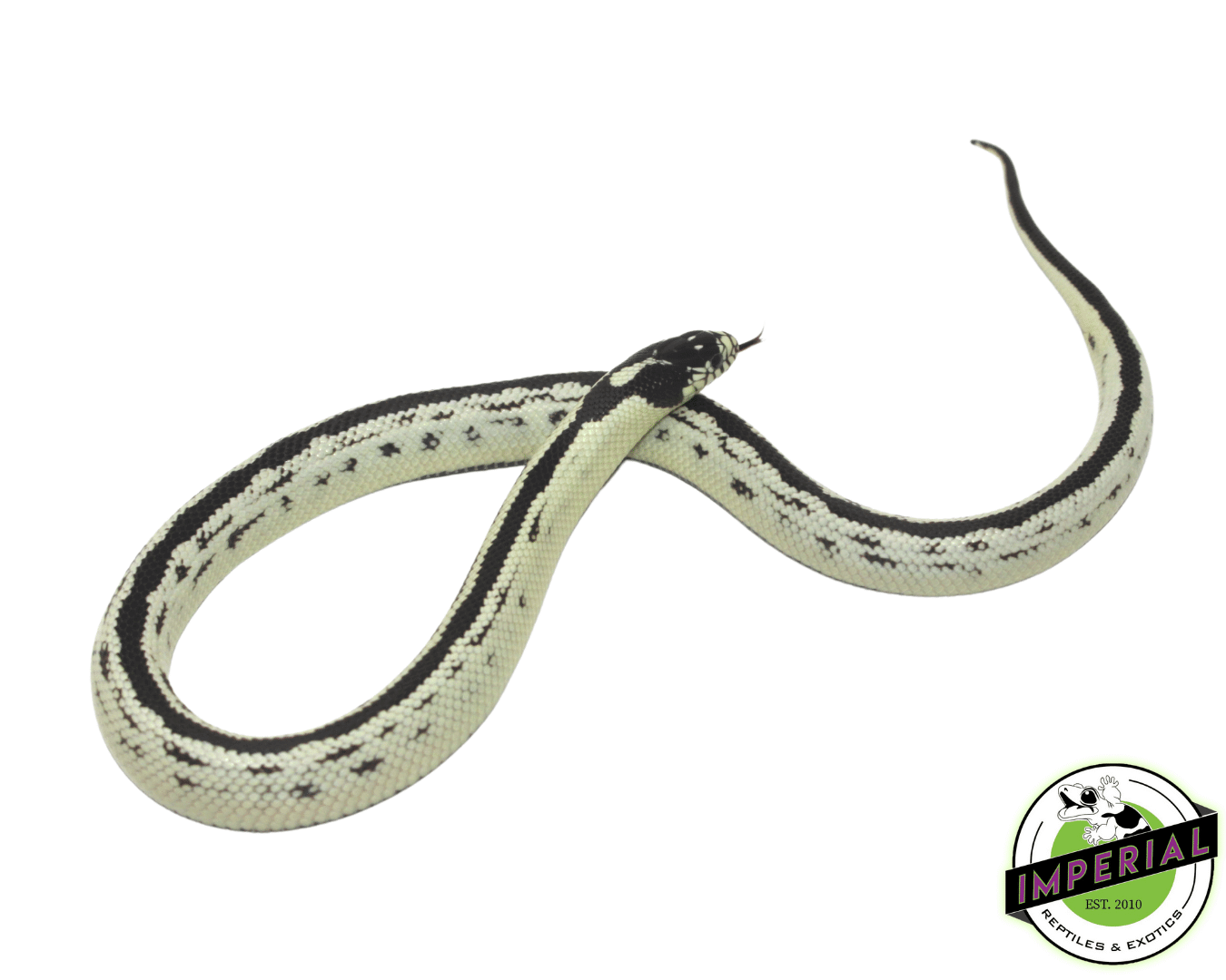 Reverse Stripe Banana California Kingsnake Baby