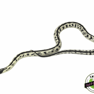 Reverse Stripe California Kingsnake Baby