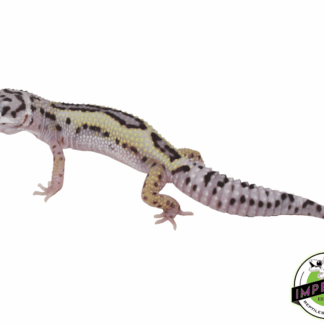 Mack Snow Stripe Leopard Gecko Baby