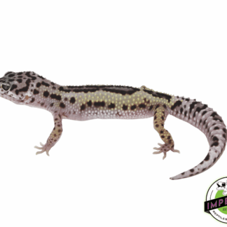 Snow Reverse Stripe Leopard Gecko