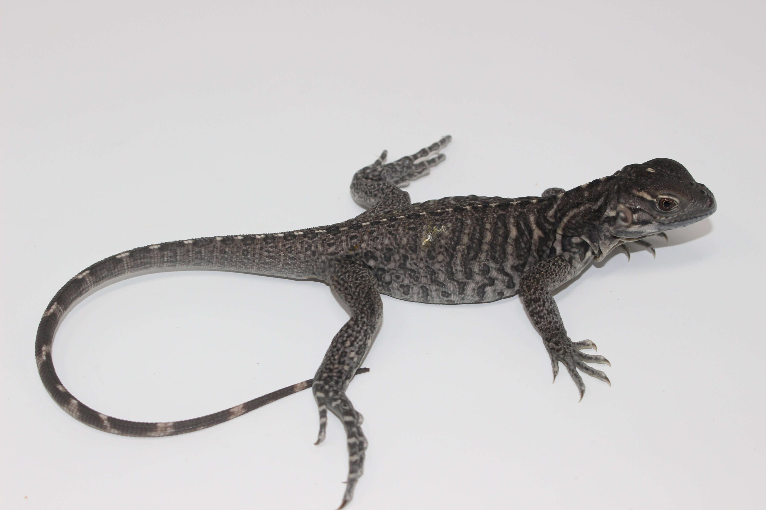 Rhino Iguana Baby - Image 3