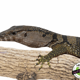 Baby Black Roughneck Monitor