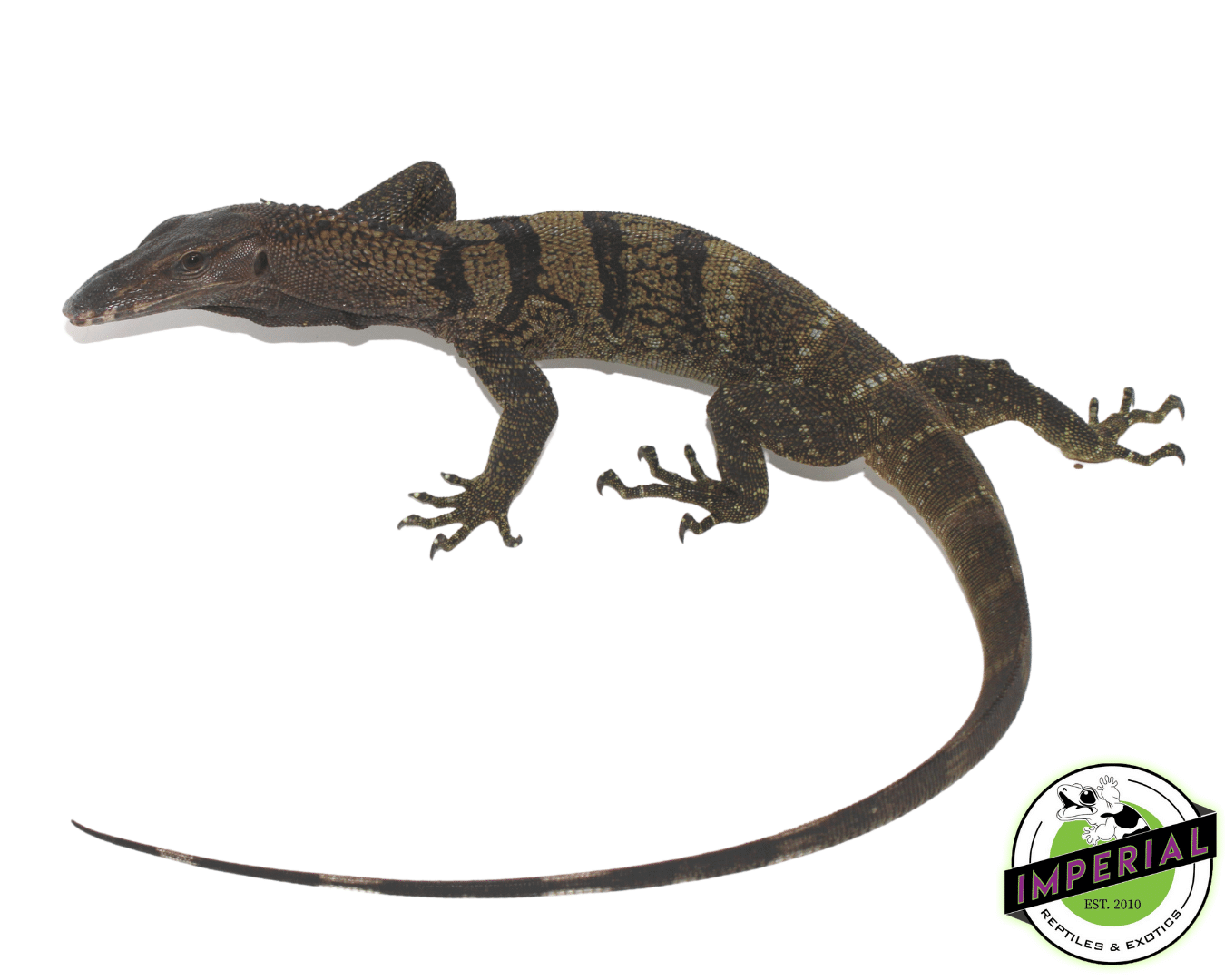 Black Roughneck Monitor - Image 3