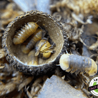 Cubaris murina “Rubber Ducky” Isopods (5 ct.)