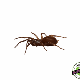 Rurrenabaque Golden Waferlid True Spider