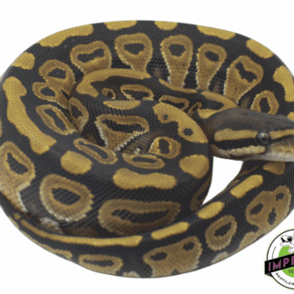 Russo Ball Python Baby