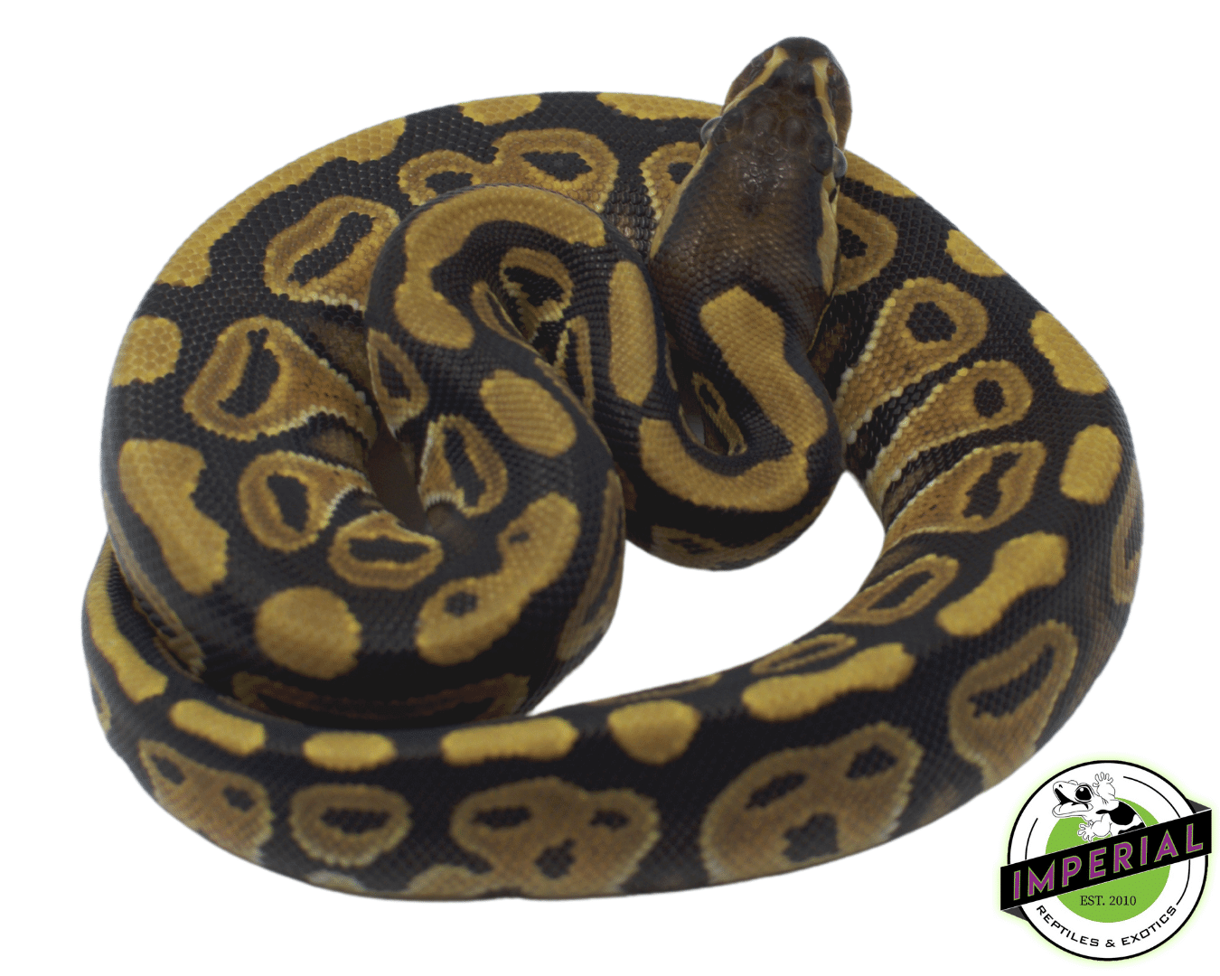 Russo Ball Python Baby - Image 2