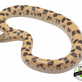 Hi-Gold Saharan Sand Boa