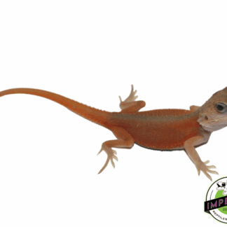 Salmon Back Translucent Witblits Bearded Dragon