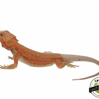 Salmon Hypo Translucent Bearded Dragon Sub Adult Male