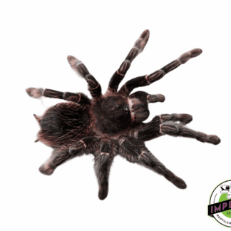 Salmon Pink Bird Eater Tarantula (Lasiodora parahybana)
